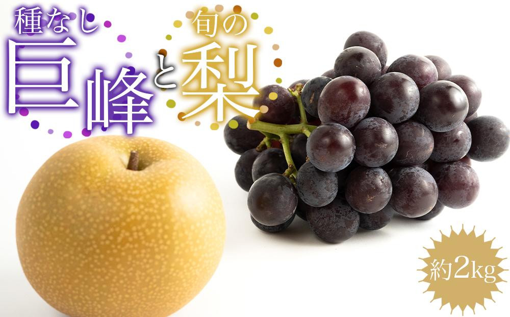 ［先行予約］種なし巨峰と旬の梨　約２kg［2026年8月上旬以降順次発送］