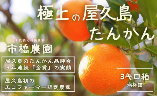 ＜先行予約／限定100箱＞【市橋農園】屋久島産たんかん・3キロ箱（秀品／贈答用としても)