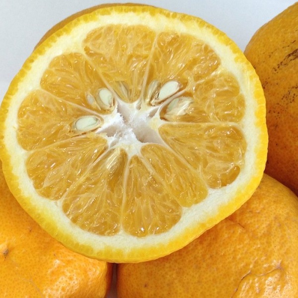 和歌山産&nbsp;甘夏みかん&nbsp;秀品&nbsp;10kg【ヤマタ大谷商店】