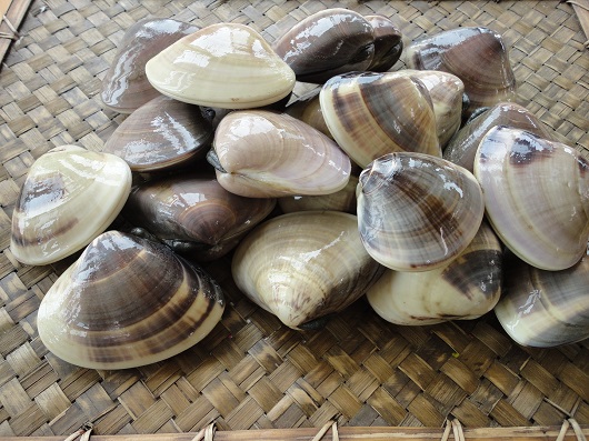 海の家 協栄の九十九里産 はまぐり ３kg Jtbのふるさと納税サイト ふるぽ