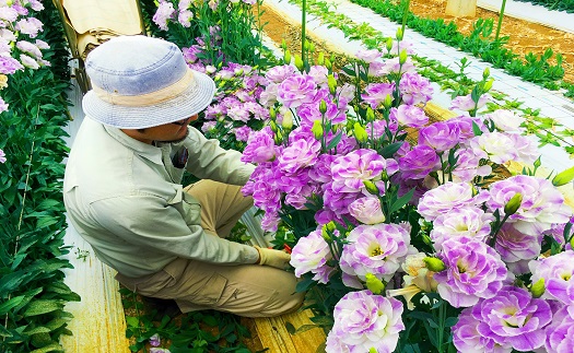 冬春発送 与論島のトルコキキョウ オレンジ色系 約２０本 Jtbのふるさと納税サイト ふるぽ