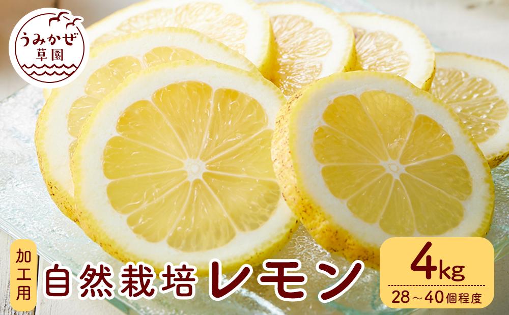 自然栽培　果汁用レモン　4kg(28～40個程度）