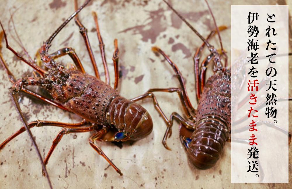 活 伊勢海老 5尾 ～ 10尾 セット 合計 約4kg 産地直送 | JTBのふるさと