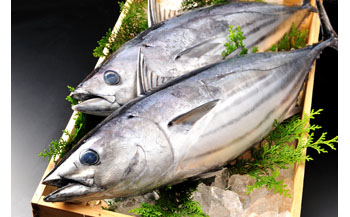 旬 天然魚介類 詰め合わせ B セット 約 6kg