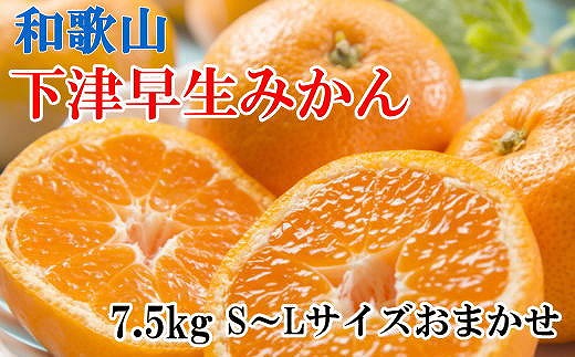 【産直】下津早生みかん7.5kg（S～Lサイズおまかせ）