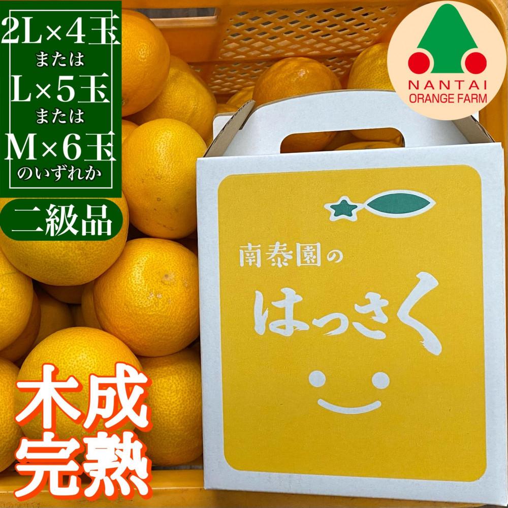 ちょっと 傷あり 4月 まで 木成 完熟 させた 有田 はっさく 2L ～ M ( 4玉 ～ 6玉 ) 手さげ箱 南泰園