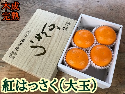 木成完熟 紅はっさく 特秀 大玉 2L × 4玉入 化粧小箱 南泰園【2025年4月上旬～発送】