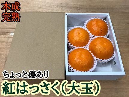 ちょっと 傷あり 木成完熟 紅はっさく 大玉 2L × 4玉入 茶小箱【2025年4月上旬～発送】