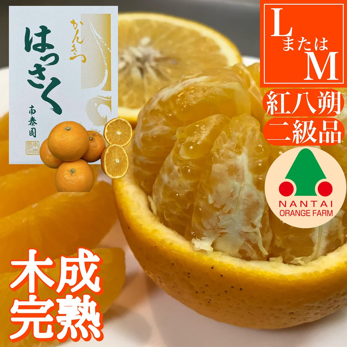 ちょっと&nbsp;傷あり&nbsp;木成完熟&nbsp;紅はっさく&nbsp;L&nbsp;×&nbsp;8玉&nbsp;または&nbsp;M&nbsp;×&nbsp;10玉&nbsp;サイズ&nbsp;化粧箱【2026年4月上旬～発送】