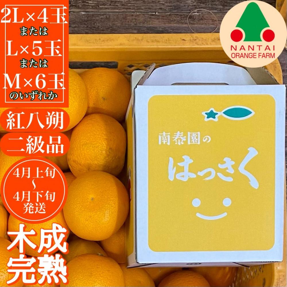 ちょっと 傷あり 木成完熟 紅はっさく 2L ～ M ( 4玉 ～ 6玉 ) 手さげ箱 【2025年4月上旬～発送】