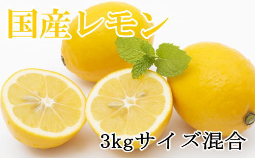 【産直】和歌山産レモン約3kg（サイズ混合）★2024年3月中旬頃より順次発送