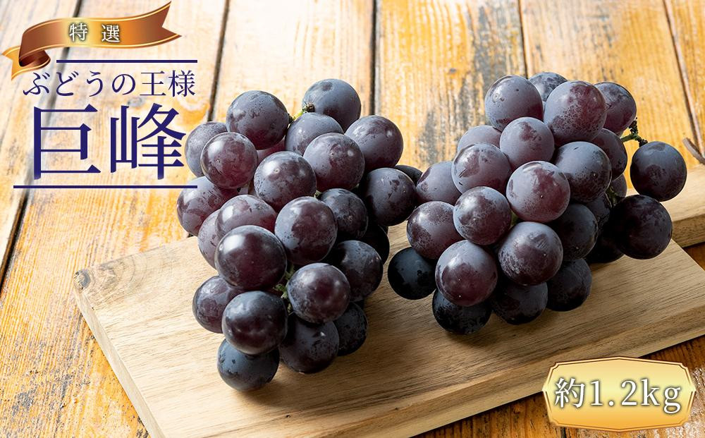 ぶどうの王様 農家直送 朝採り 巨峰 約1.2kg［2026年・先行予約］
