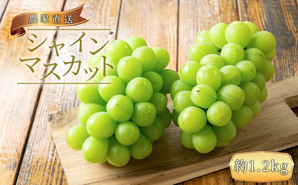 農家直送 朝採り シャインマスカット 約1.2kg  ［2026年・先行予約］