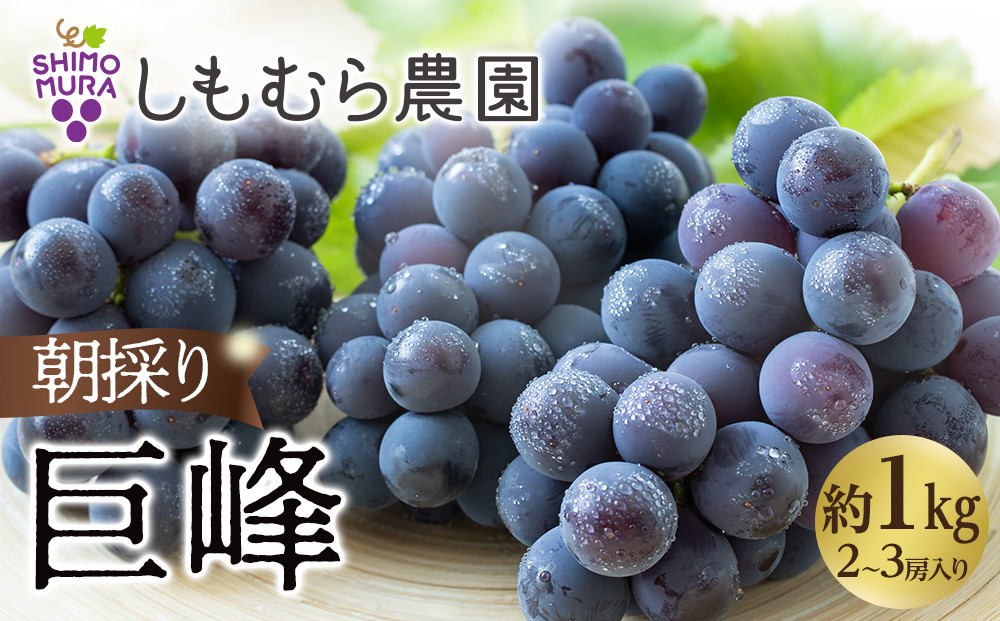 ★2026年7月下旬より順次発送★朝採り巨峰（2～3房入り）