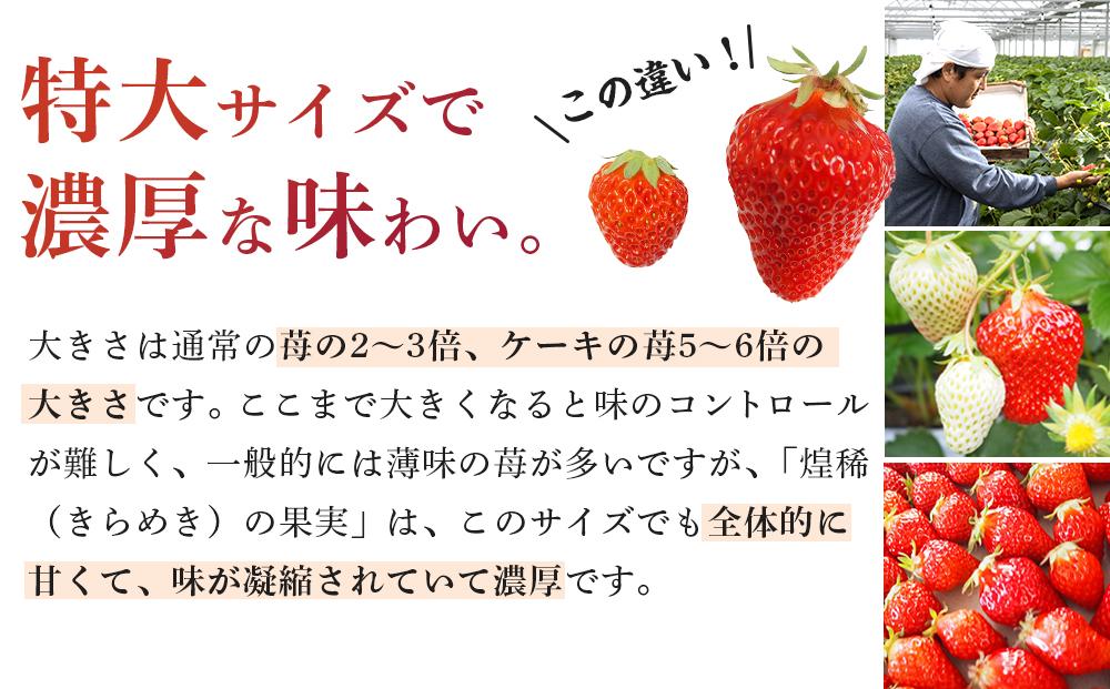 JTBのふるさと納税サイト　煌稀の果実　から発送開始＞　高知市春野町産　苺　超大粒（約600g・9または12粒）＜2024年1月　[ふるぽ]