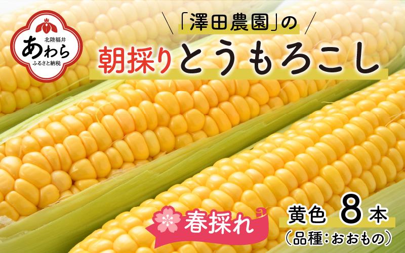 【先行予約】春とうもろこし 8本 おおもの 黄色 朝採り ／ 期間限定 数量限定 ハウス栽培 産地直送 甘い スイートコーン とうもろこし 野菜 あわら ※2025年6月上旬より順次発送