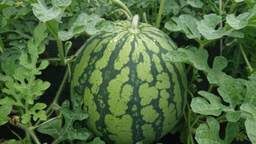 【2026年7月下旬頃から発送予定】【夏季限定】井口農場産　八色原スイカ　大玉１玉【西瓜&nbsp;すいか&nbsp;スイカ&nbsp;南魚沼市&nbsp;夏季限定&nbsp;フルーツ&nbsp;ギフト&nbsp;贈答用&nbsp;大玉スイカ&nbsp;新潟県&nbsp;果物&nbsp;甘い&nbsp;みずみずしい&nbsp;農産物&nbsp;季節の果物】