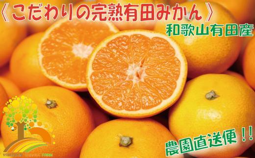 ＼農家直送／こだわりの完熟有田みかん Ｓサイズ約10kg【2024年11月中旬より順次発送】