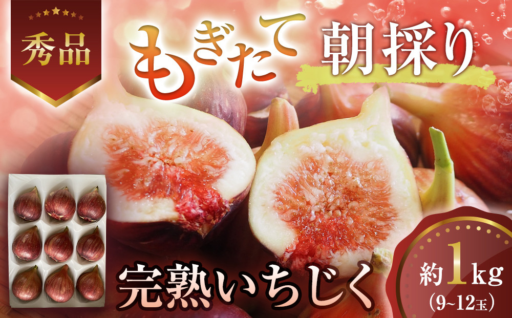 【先行予約】もぎたて朝どり完熟いちじく　秀品&nbsp;約1kg（9～12玉）／愛知県産　サマーレッド　いちじく　イチジク　無花果　果物　フルーツ　