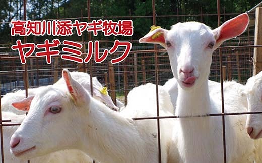 ひまわり乳業 高知川添ヤギ牧場のヤギミルク500ml 4本 紙パック やぎ 山羊乳 Jtbのふるさと納税サイト ふるぽ