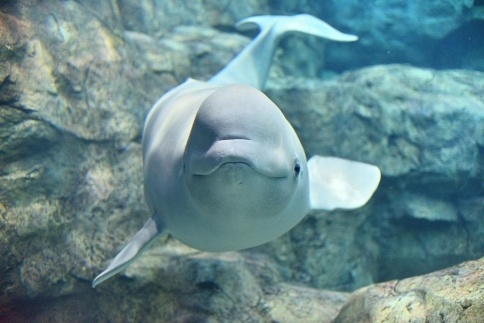 名古屋港水族館入館券（大人、小中学生入館券）