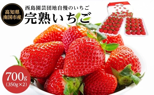 【先行予約】高知県南国市産／いちご（2024年1月～発送）【苺 フルーツ くだもの デザート 高評価 厳選 高級 ギフト 贈り物 人気 おすすめ】