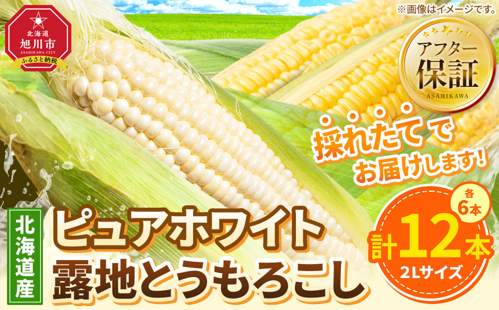 とうもろこしランキング2位獲得!!【26年先行予約】北海道産ピュアホワイト・露地とうもろこし　計12本&nbsp;2026年8月中旬から発送開始予定&nbsp;【&nbsp;白いとうもろこし&nbsp;人気&nbsp;北海道産&nbsp;糖度&nbsp;生&nbsp;野菜&nbsp;スイートコーン&nbsp;産地直送&nbsp;バーベキュー&nbsp;BBQ&nbsp;コーン&nbsp;旬&nbsp;お取り寄せ&nbsp;旭川市&nbsp;北海道&nbsp;】_00113