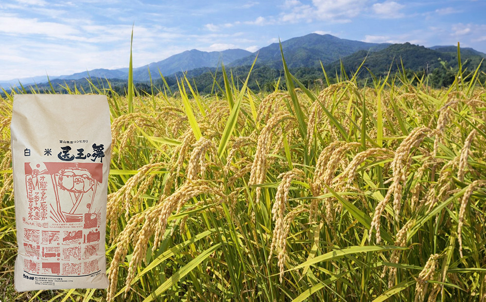 富山県産コシヒカリ『医王の舞』白米10kg