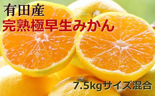 【厳選】紀州有田の完熟極早生みかん約7.5kg(サイズ混合)★2024年10月下旬頃より順次発送【TM79】