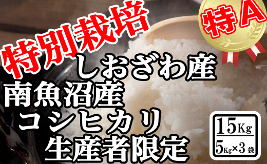 特別栽培 生産者限定 南魚沼しおざわ産コシヒカリ15Kg