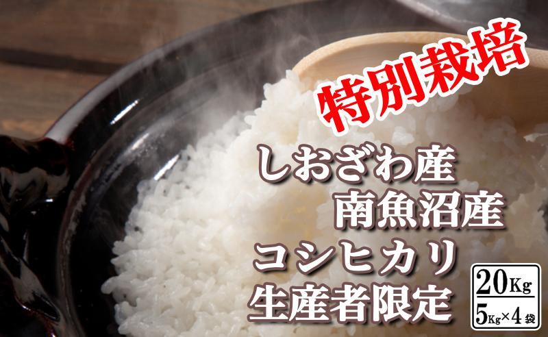 特別栽培 生産者限定 南魚沼しおざわ産コシヒカリ20Kg