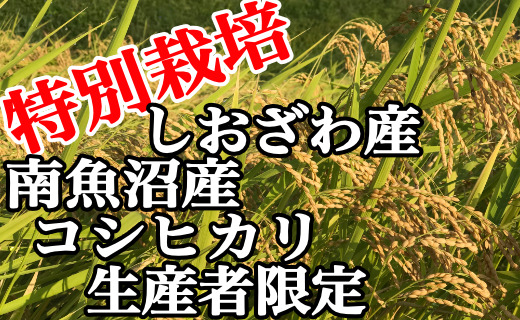 定期便：2Kg×6ヶ月】特別栽培 生産者限定 南魚沼しおざわ産コシヒカリ