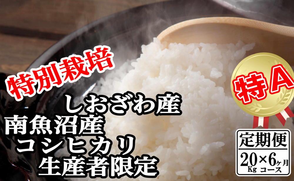 【定期便：20Kg×6ヶ月】特別栽培 生産者限定  南魚沼しおざわ産コシヒカリ