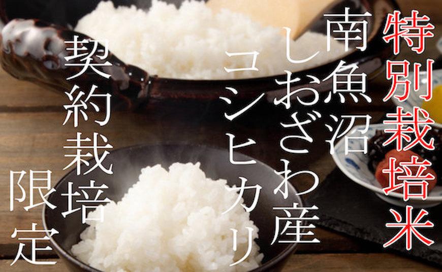 【令和7年産】【定期配送10Kg×3ヶ月】特別栽培&nbsp;生産者限定&nbsp;&nbsp;南魚沼しおざわ産コシヒカリ