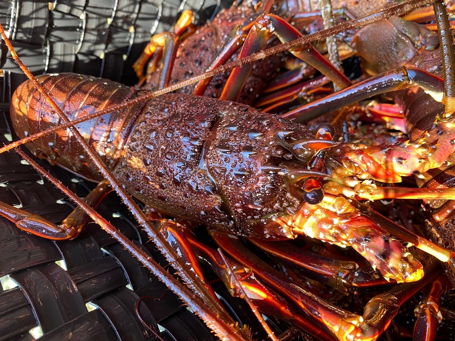 漁港直送！活 伊勢海老 １kg | JTBのふるさと納税サイト [ふるぽ]