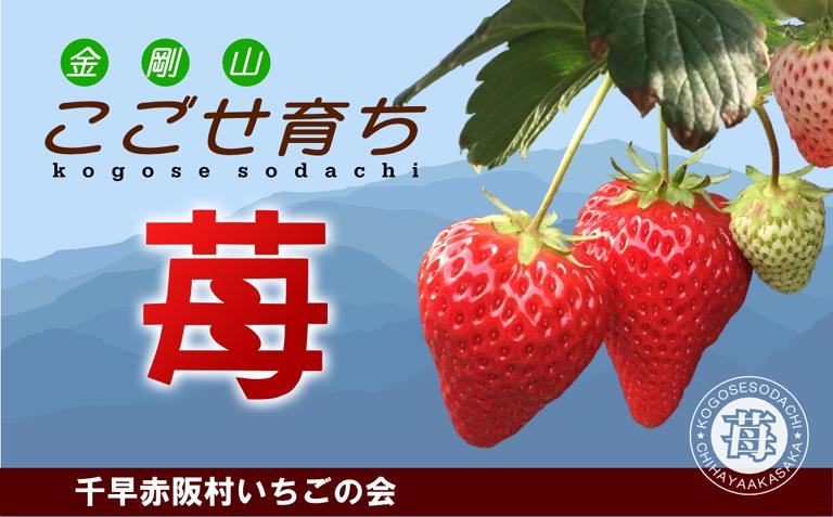 千早赤阪村産『こごせ育ち』完熟いちご | JTBのふるさと納税サイト [ふるぽ]