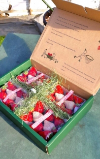 Berry農園山本さんの　紅白いちご　約200g×4パック