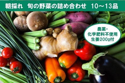 【土佐野菜】朝採れ旬の野菜の詰め合わせと無農薬生姜200g付き