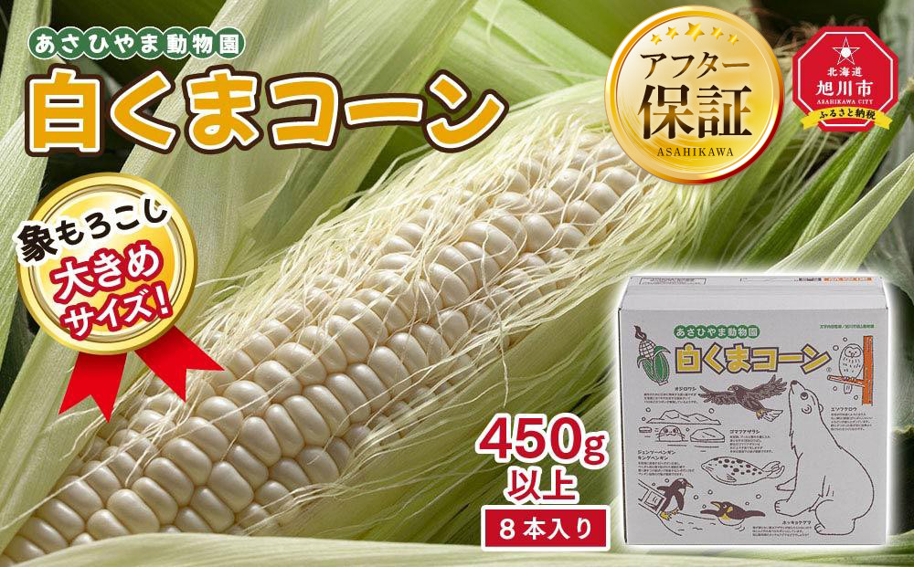 【26年発送先行予約】象もろこし（白くまコーン）大きいサイズのトウモロコシ&nbsp;450g以上&nbsp;8本入り&nbsp;(2026年8月下旬から発送開始予定)&nbsp;【&nbsp;とうもろこし&nbsp;人気&nbsp;北海道&nbsp;糖度&nbsp;野菜&nbsp;白いとうもろこし&nbsp;白いスイートコーン&nbsp;産地直送&nbsp;ホワイトレディ&nbsp;コーン&nbsp;玉蜀黍&nbsp;旬&nbsp;お取り寄せ&nbsp;旭川市&nbsp;北海道&nbsp;】_01413