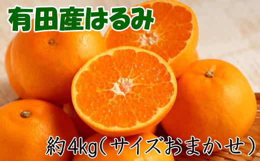 【厳選・濃厚】紀州有田産のはるみ約4kg(サイズおまかせ) ★2025年1月中旬頃より順次発送【TM27】