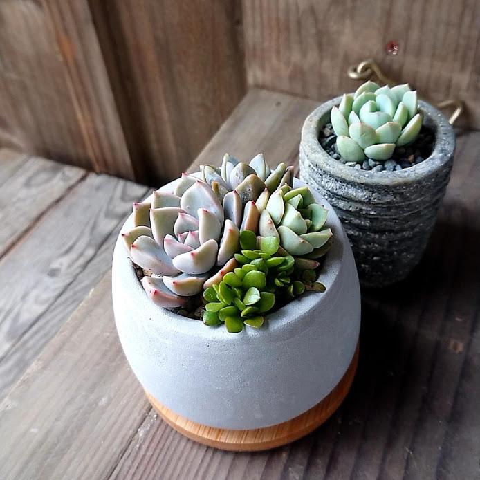 多肉アレンジ2個set（A） 多肉植物 ギフト おしゃれ 鉢付き 初心者