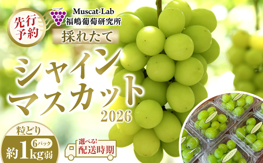 【先行予約】A&nbsp;2026&nbsp;P&nbsp;シャインマスカット粒どり6パック&nbsp;約1kg弱（2026年10月初旬頃～順次発送）長野県産&nbsp;&nbsp;国際特許有機肥料栽培｜&nbsp;シャインマスカット&nbsp;果物&nbsp;フルーツ&nbsp;ぶどう&nbsp;ブドウ&nbsp;&nbsp;食べきりサイズ&nbsp;人気&nbsp;おすすめ&nbsp;葡萄&nbsp;&nbsp;ギフト&nbsp;送料無料&nbsp;長野県&nbsp;大町市