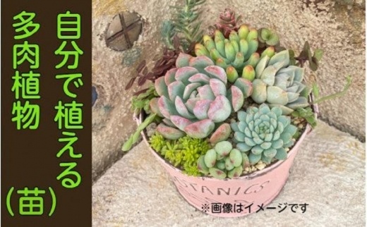 自分で植える多肉植物Dセット※苗のみ（エケベリア系苗を含む）