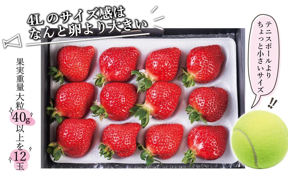 2026年1月～4月出荷分予約販売】まるで宝石！希少な大粒サイズ！「完熟