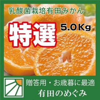 ミカン選手権入賞 贈答用 乳酸菌栽培 有田みかん SS 10Kg