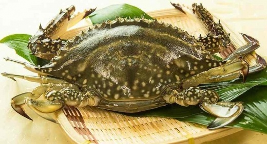 ワタリガニ １杯約６００ｇ 宇部魚市場 Jtbのふるさと納税サイト ふるぽ