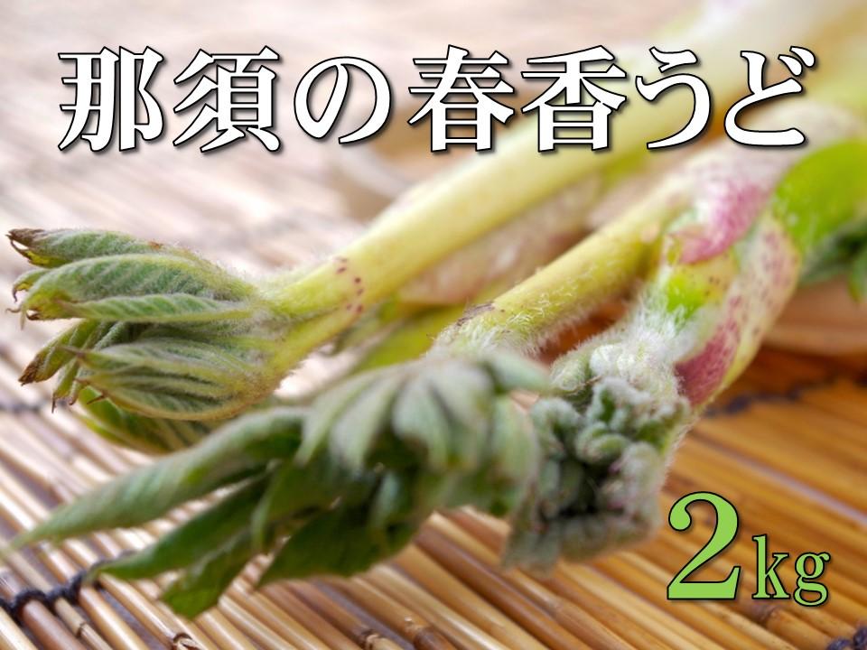 【数量限定】ＪＡなすの産地直送　大田原産　那須の春香うど　山うど１箱（約２ｋｇ／６～８本入り）