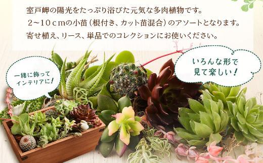 sh005 【初心者におすすめ】多肉植物の小苗１０本セット（１０種類アソート） | JTBのふるさと納税サイト [ふるぽ]