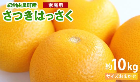 和歌山由良町産はっさく 約10kg　青秀　(キズあり)サイズおまかせ (２L～М)