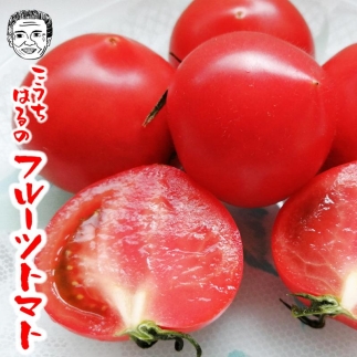 高知市春野町産 フルーツトマト（約1.3kg～約1.5kg)
